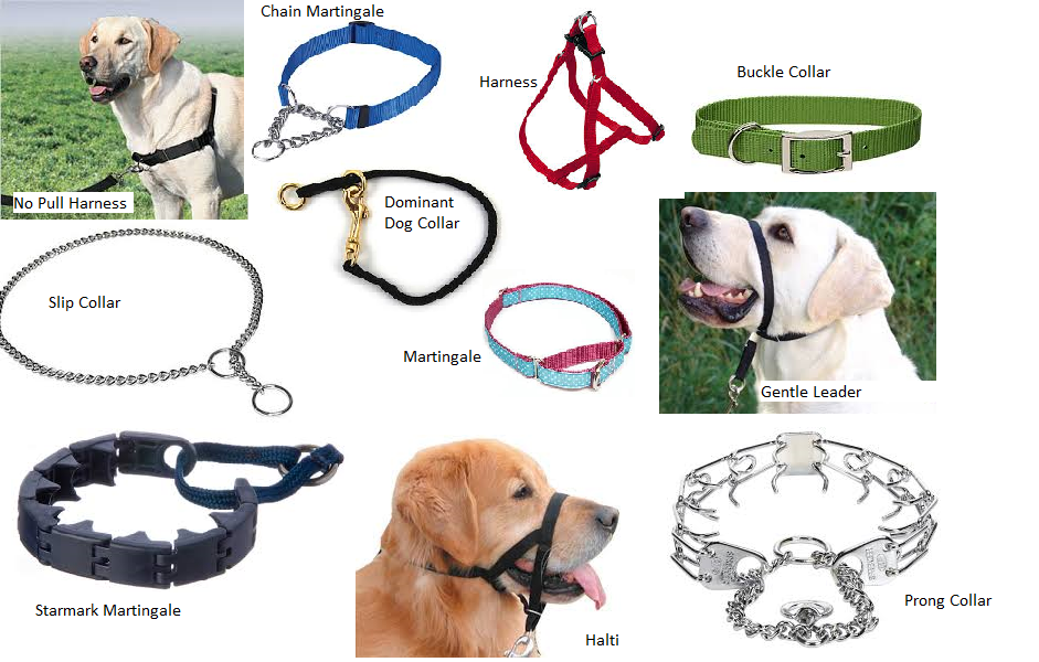 different dog collars